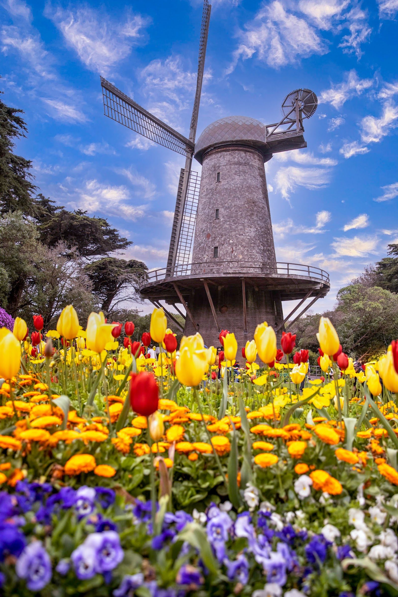 Dutch Windmill & Queen Wilhelmina Tulip Garden, San Francisco