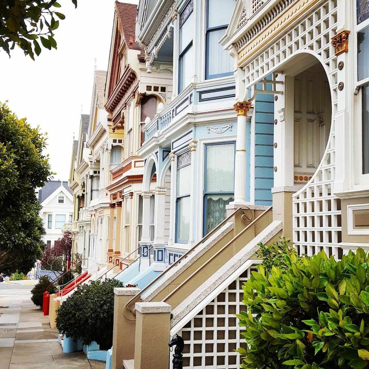 Painted Ladies — photo 4