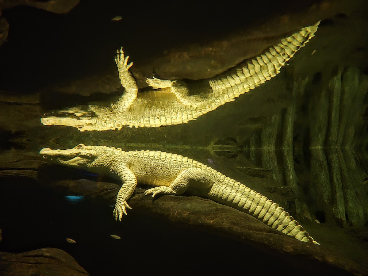 California Academy of Sciences — photo 5